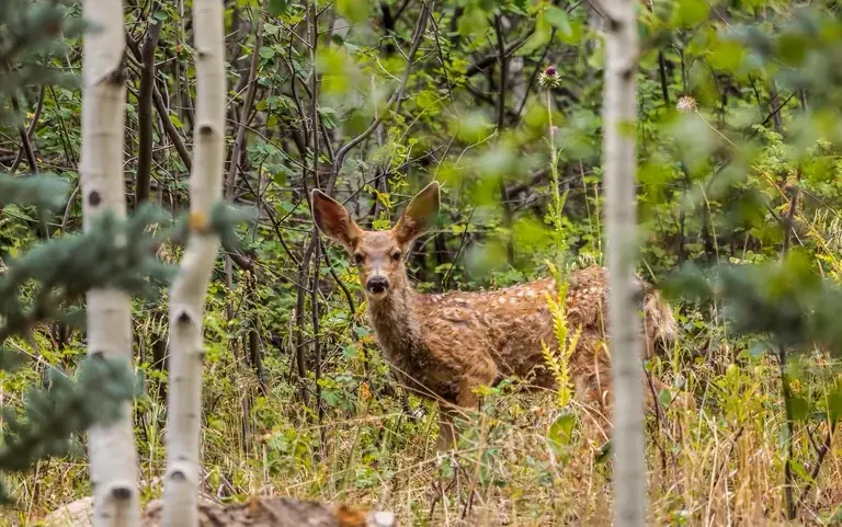 Deer, Eagle County, Colorado